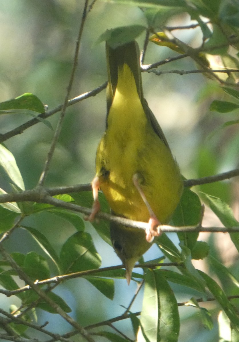 Graukopf-Waldsänger - ML610169052