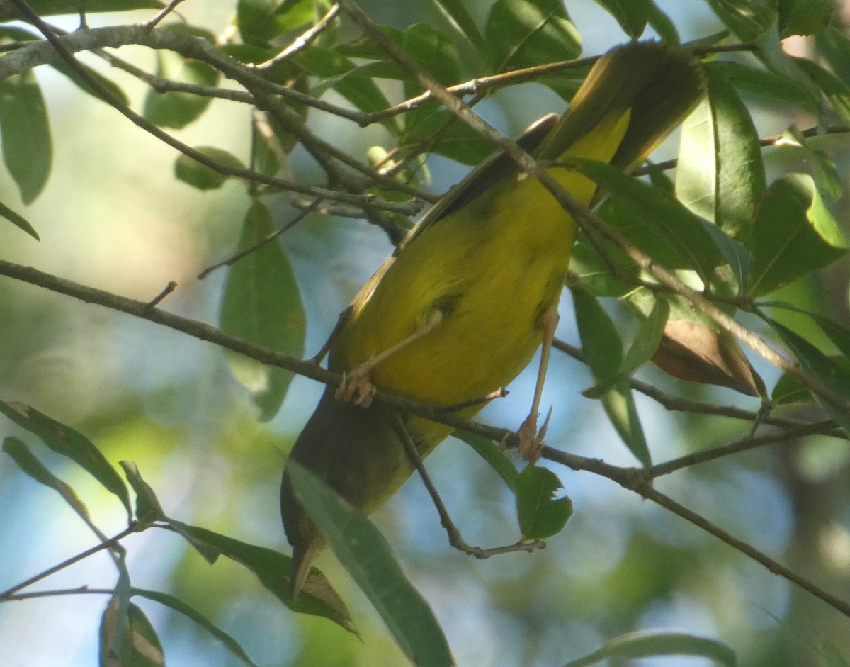 Mourning Warbler - ML610169056