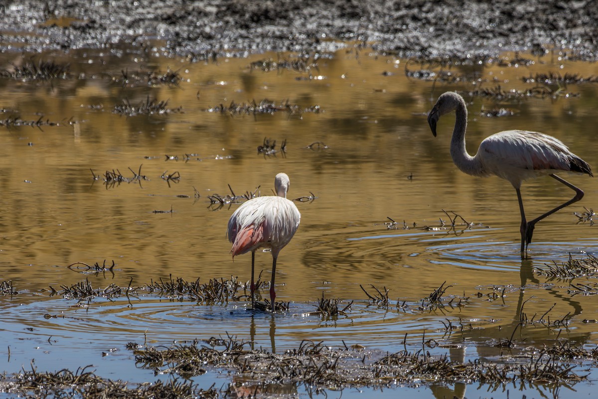 Chilean Flamingo - Frank Dietze