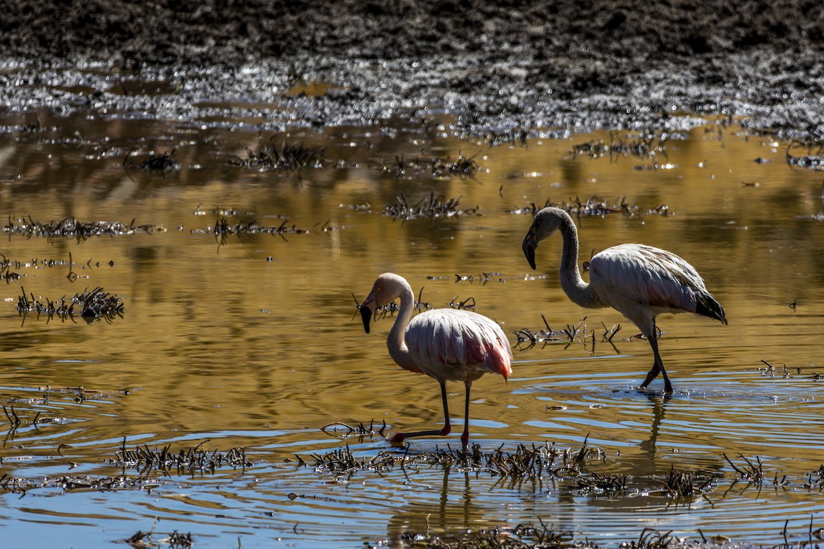 Chilean Flamingo - Frank Dietze