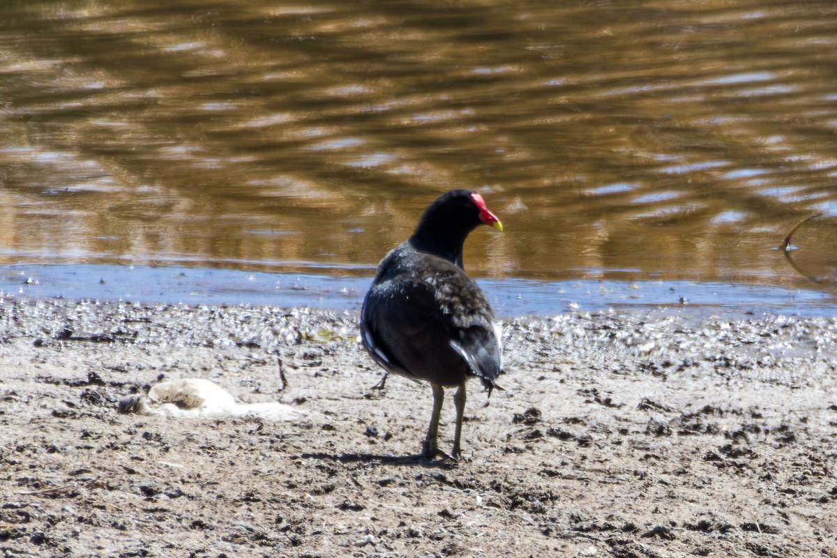 Gallinule d'Amérique (garmani) - ML610169116