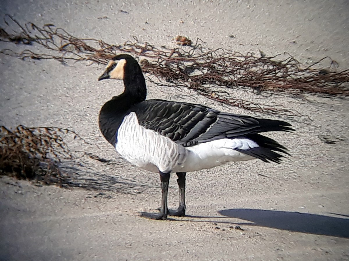 Цагаан шанаат галуу - ML610169124