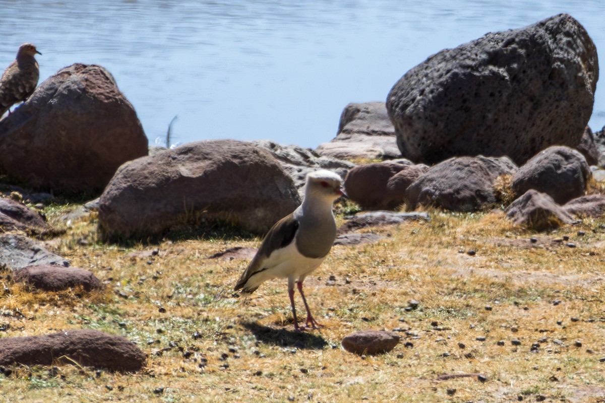 Andean Lapwing - Frank Dietze