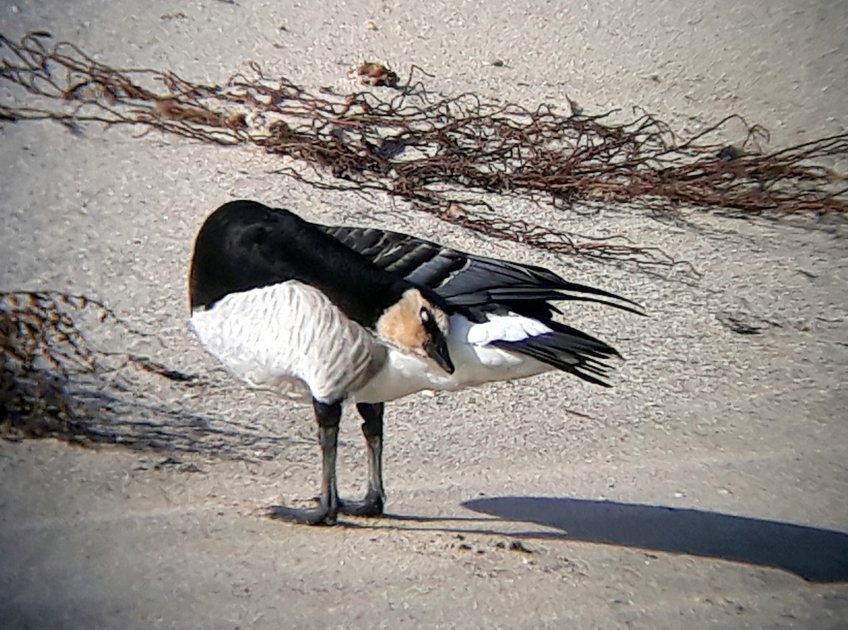 Цагаан шанаат галуу - ML610169130