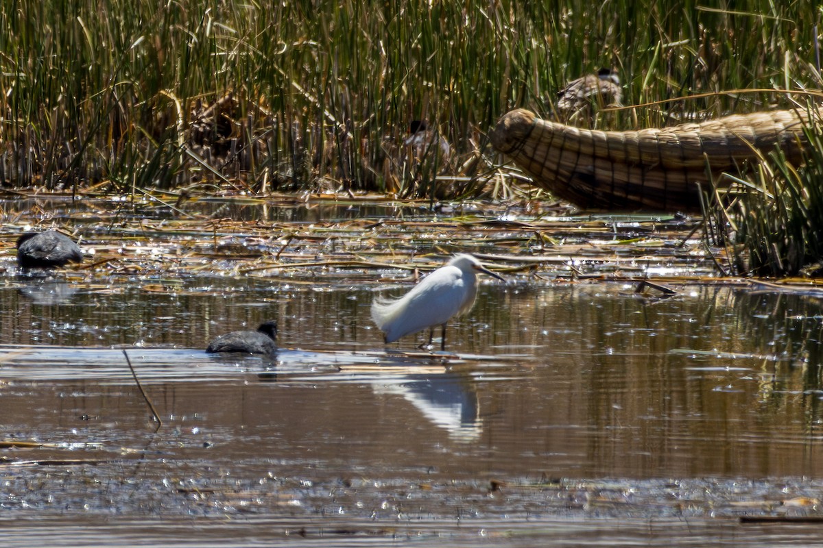 Snowy Egret - ML610169133