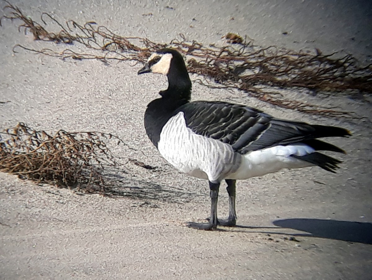 Цагаан шанаат галуу - ML610169136