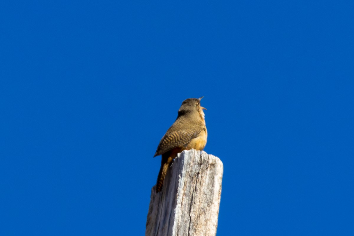 House Wren (Southern) - Frank Dietze