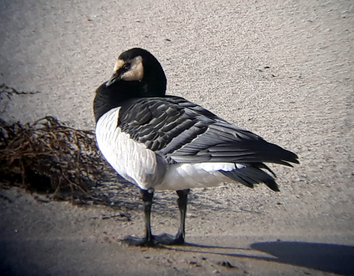 Цагаан шанаат галуу - ML610169142