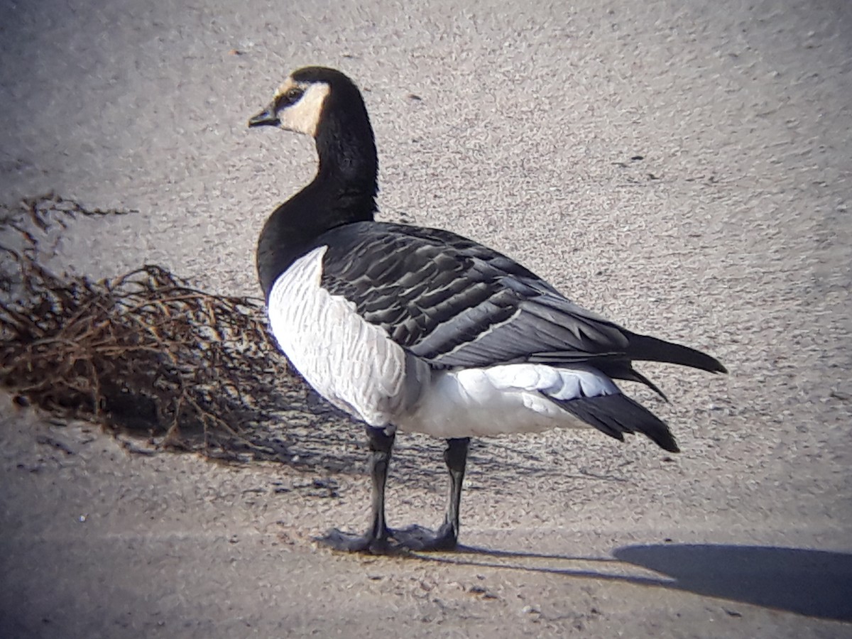 Цагаан шанаат галуу - ML610169149