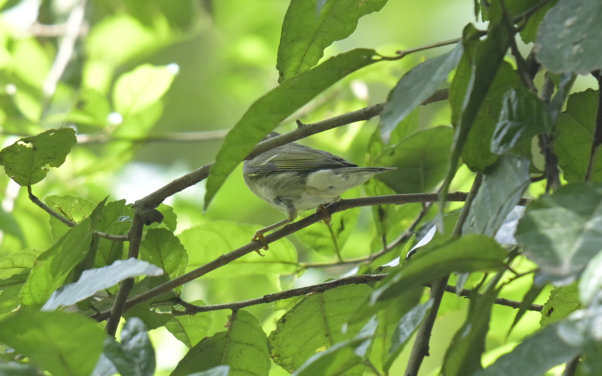 Two-barred Warbler - ML610169190