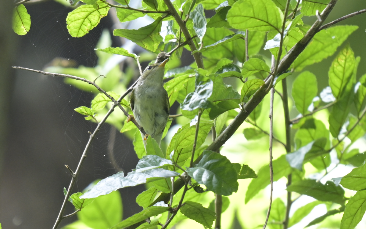 Two-barred Warbler - ML610169191