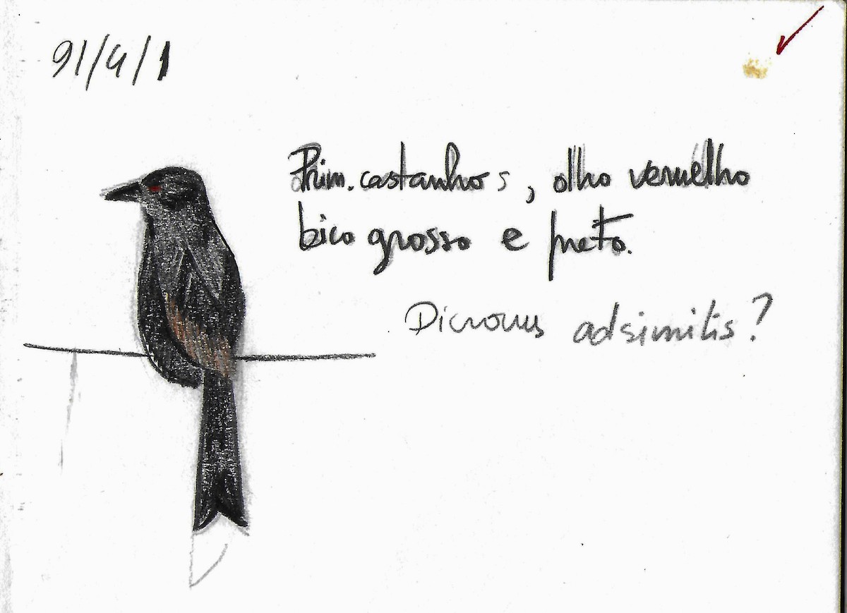 Drongo de Sharpe (occidentalis) - ML610169192