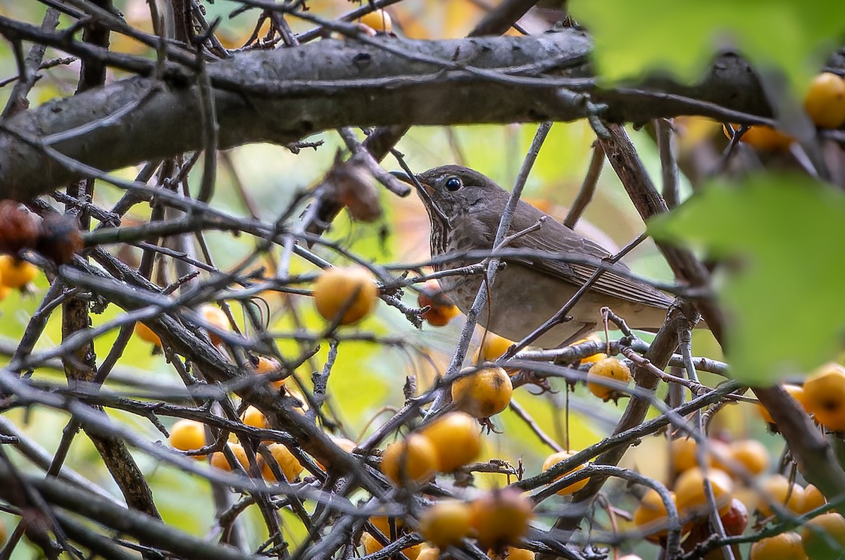 Gray-cheeked Thrush - ML610169347