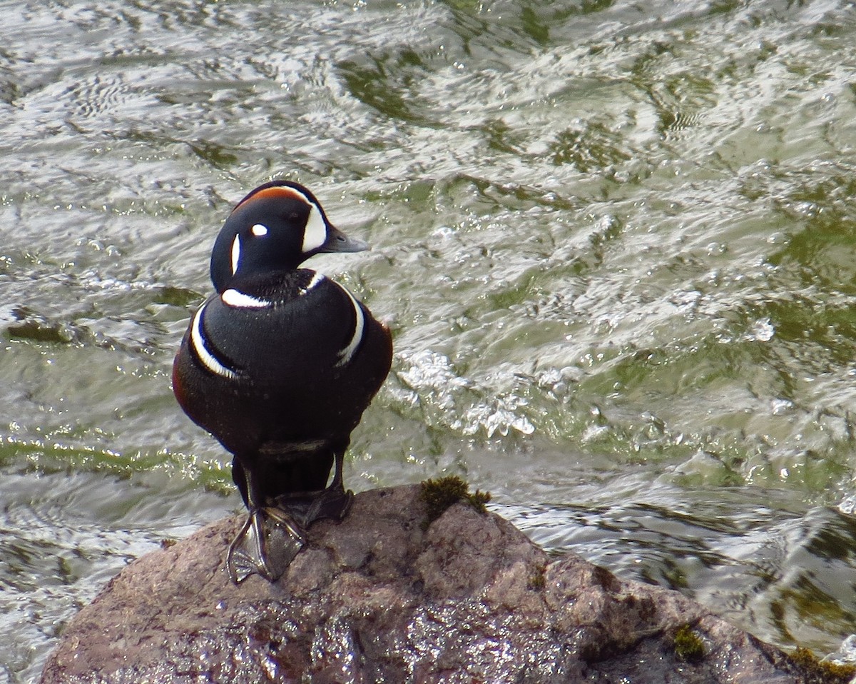 Harlequin Duck - ML610169378