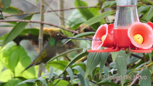 Sword-billed Hummingbird - ML610169379