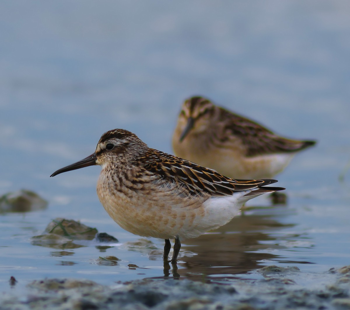 Bécasseau falcinelle - ML610169473