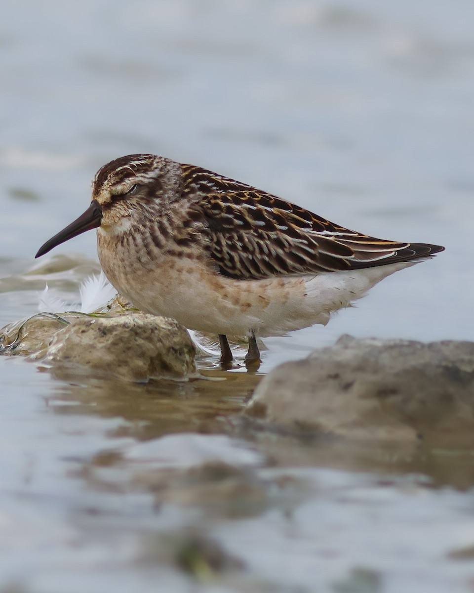 Bécasseau falcinelle - ML610169474