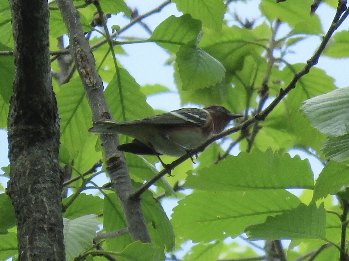 Bay-breasted Warbler - Tim Carney