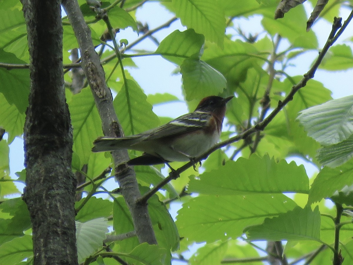 Bay-breasted Warbler - Tim Carney