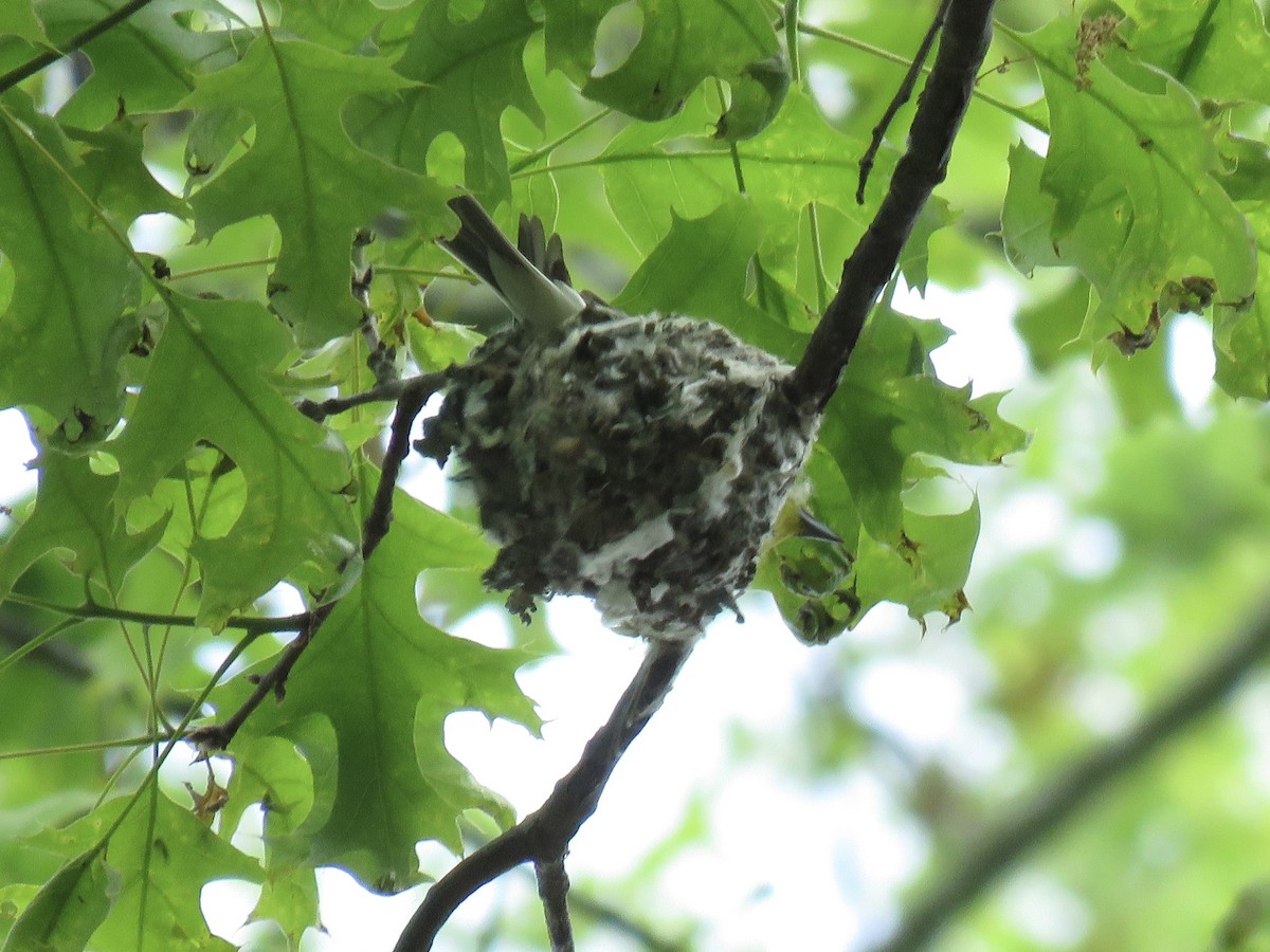 Blue-gray Gnatcatcher - Tim Carney