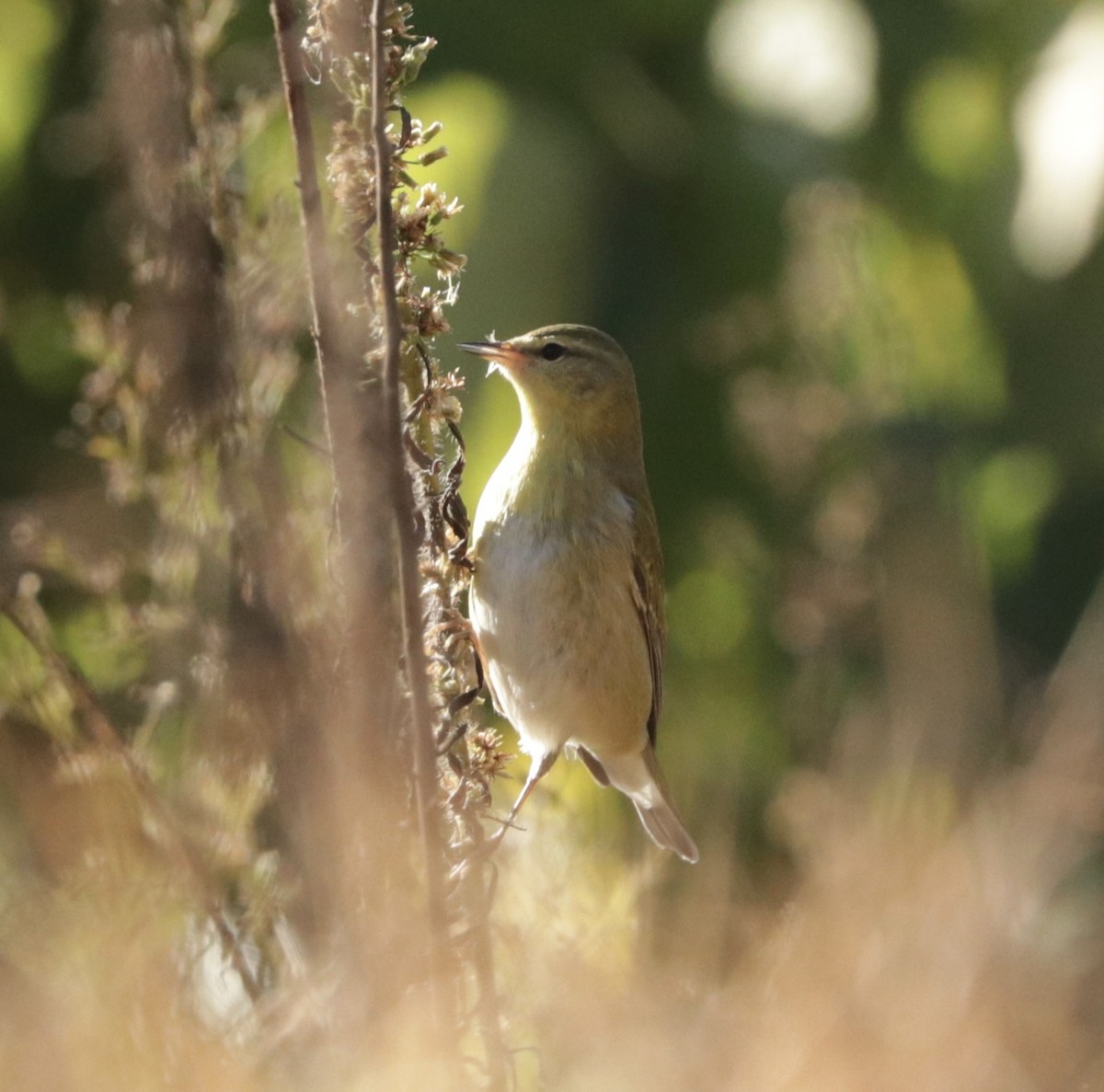 Tennessee Warbler - ML610169520