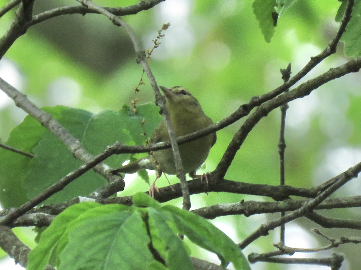 Worm-eating Warbler - Tim Carney