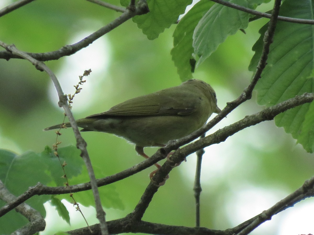 Worm-eating Warbler - Tim Carney