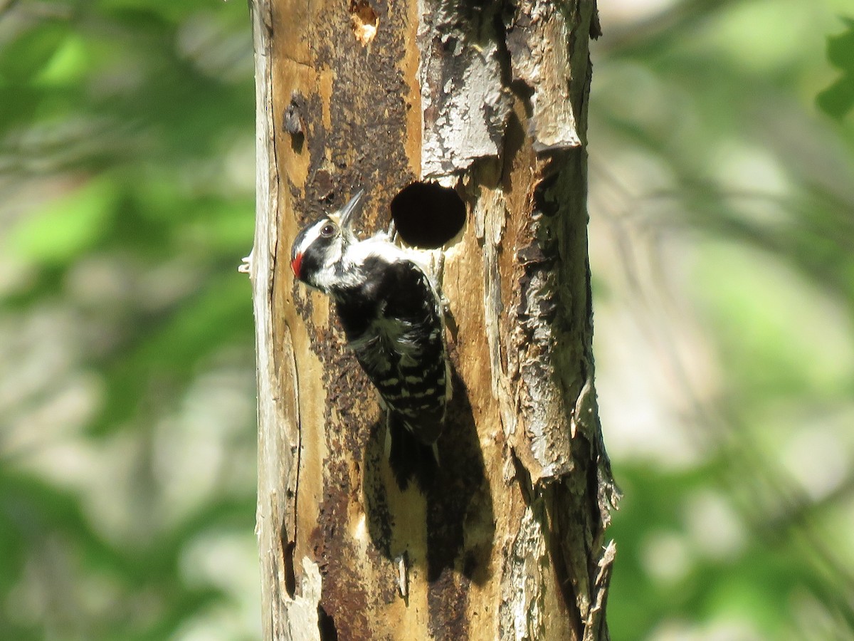 Downy Woodpecker (Eastern) - Tim Carney