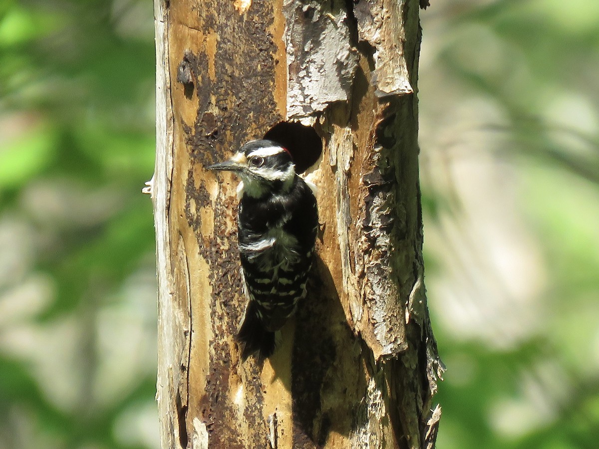 Downy Woodpecker (Eastern) - Tim Carney