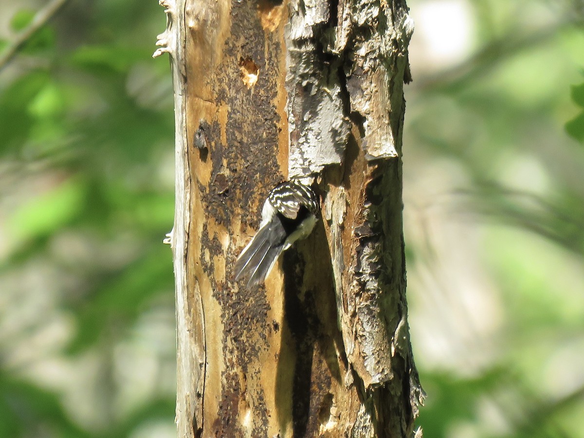 Downy Woodpecker (Eastern) - Tim Carney