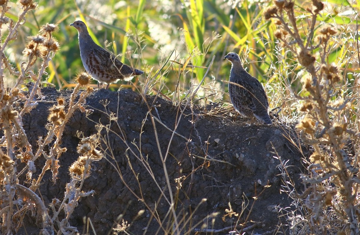 Gray Partridge - ML610169565