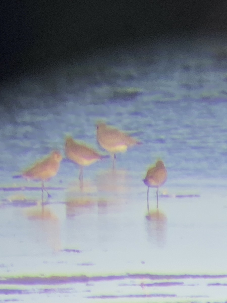 American Golden-Plover - ML610169583