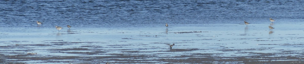 American Golden-Plover - ML610169586