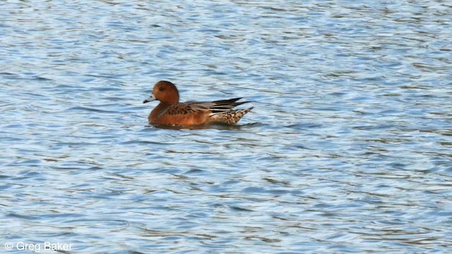 Eurasian Wigeon - ML610169613