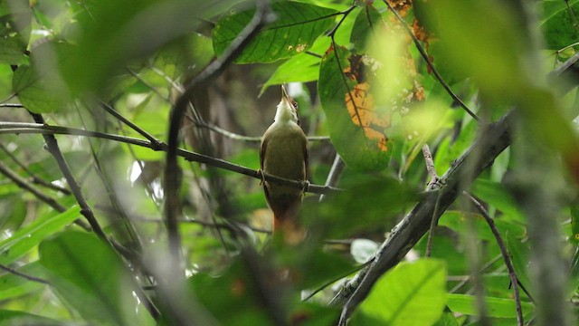 White-eyed Foliage-gleaner - ML610169622