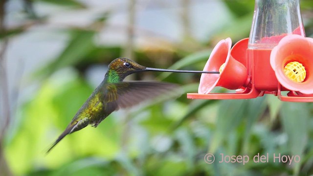 Colibrí Picoespada - ML610169625