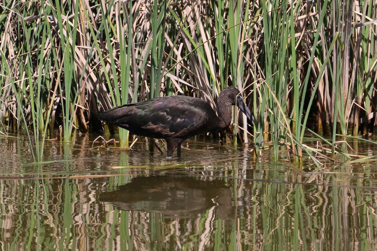 ibis hnědý - ML610169630