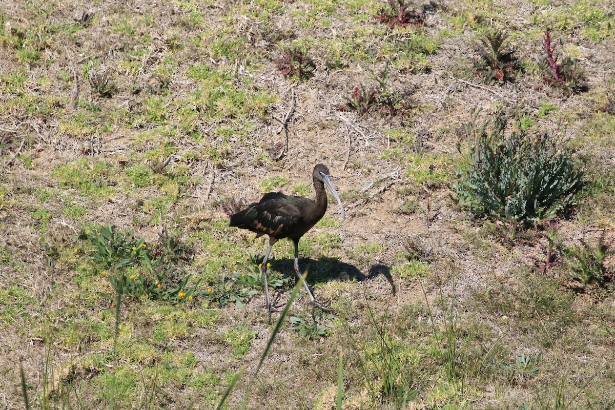ibis hnědý - ML610169656