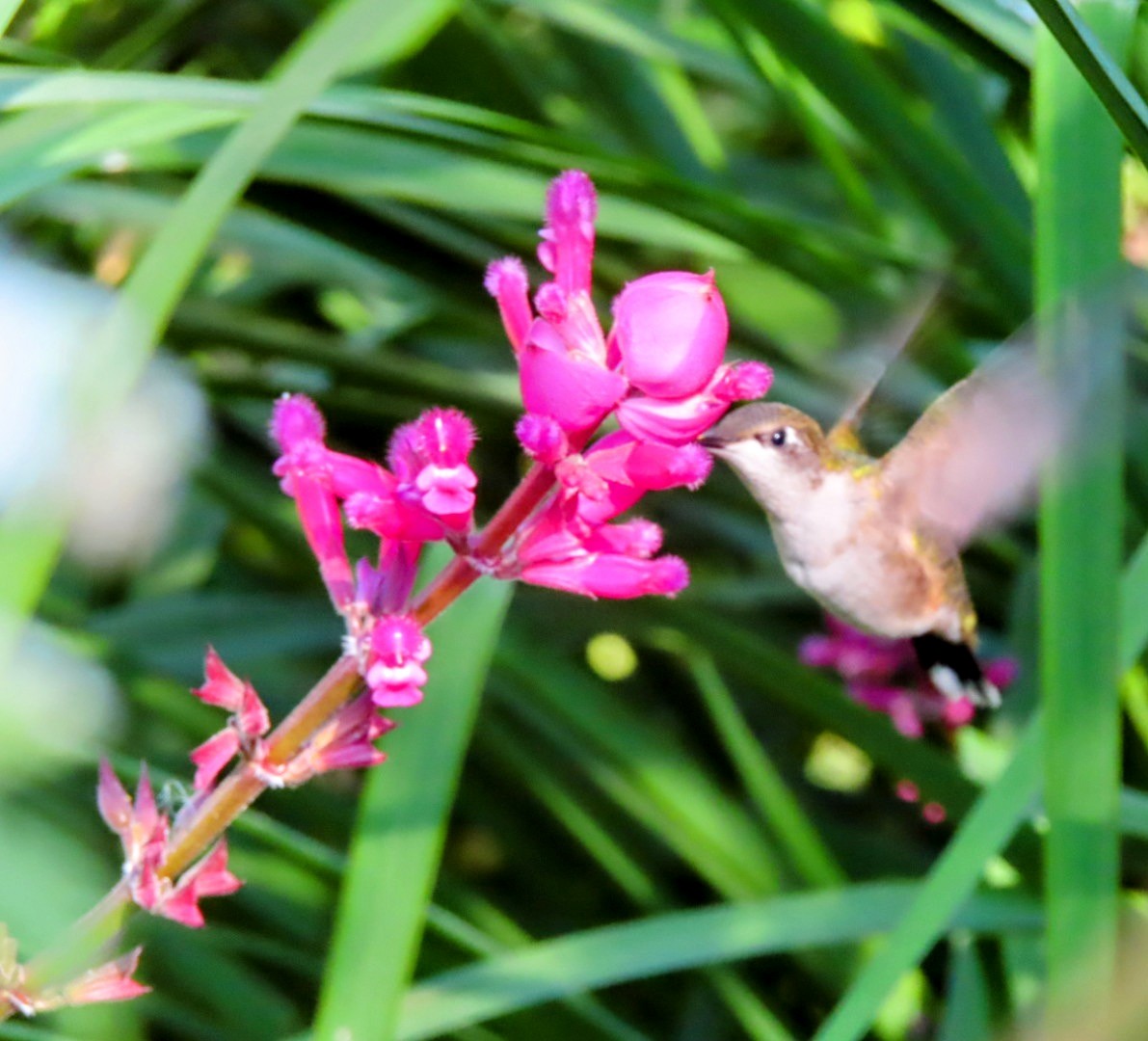 Ruby-throated Hummingbird - ML610169722