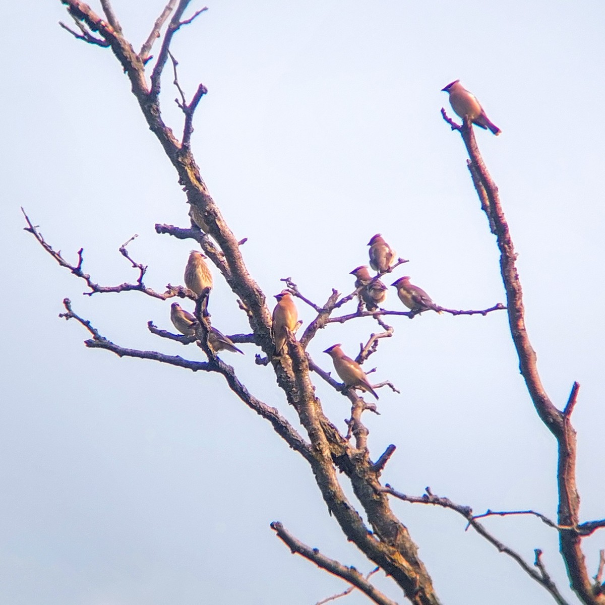 Cedar Waxwing - Kurt  Cabahug