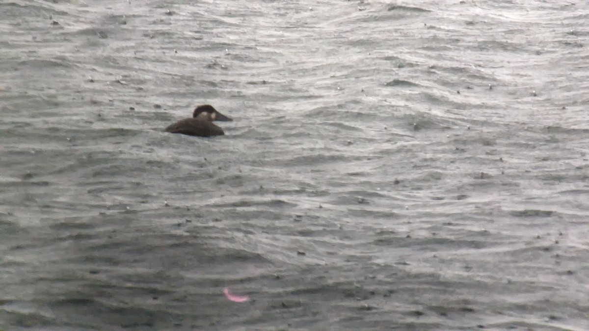 Surf Scoter - ML610169832