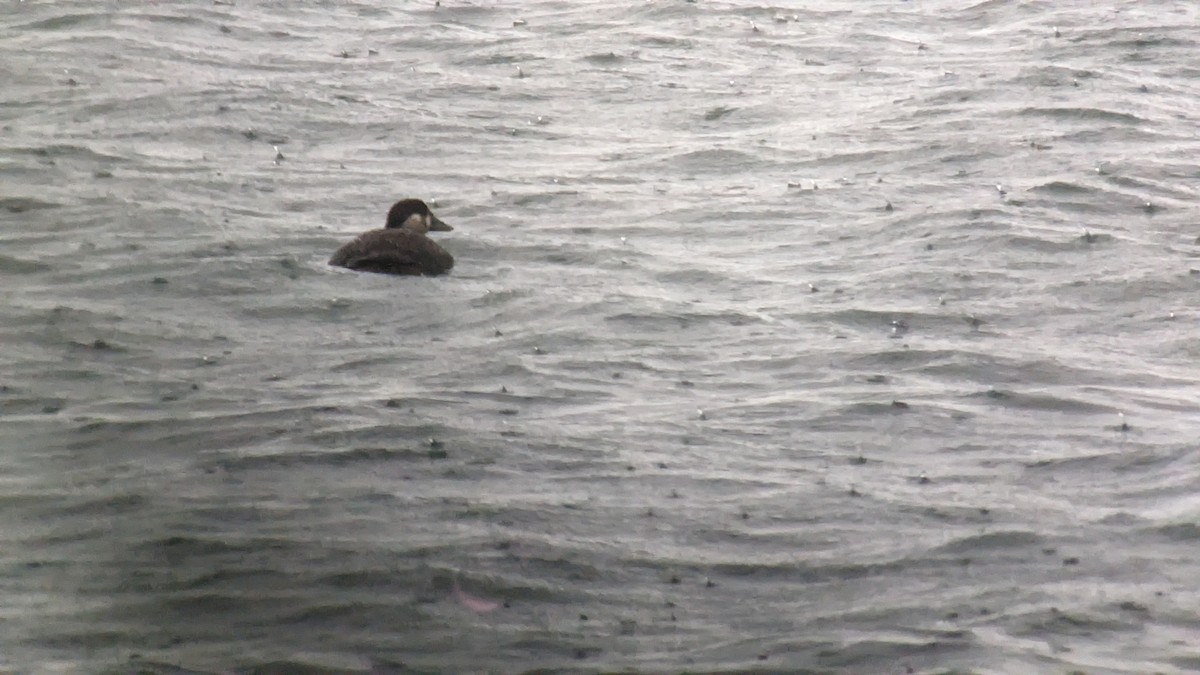 Surf Scoter - ML610169834