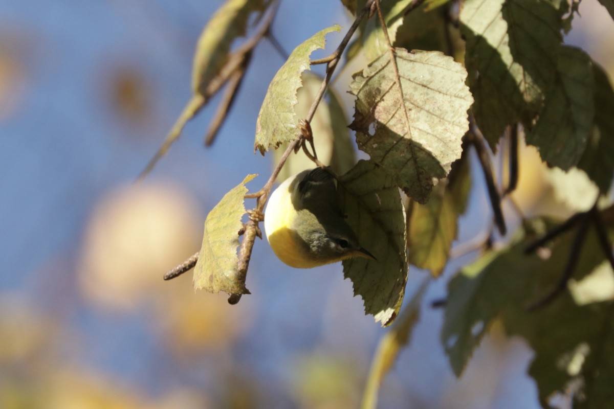 Northern Parula - ML610169894