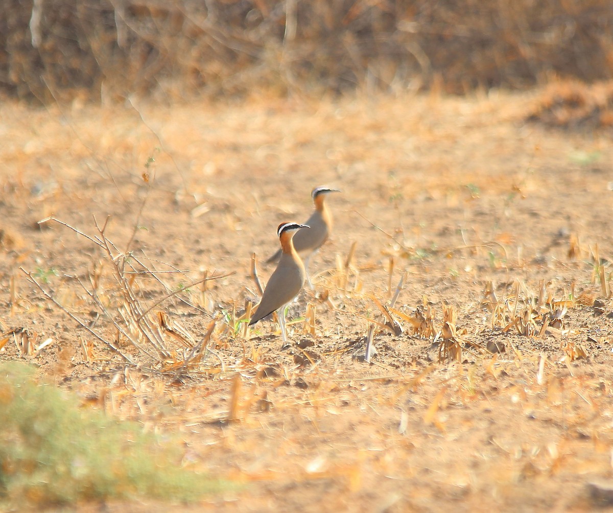 Indian Courser - ML610169956