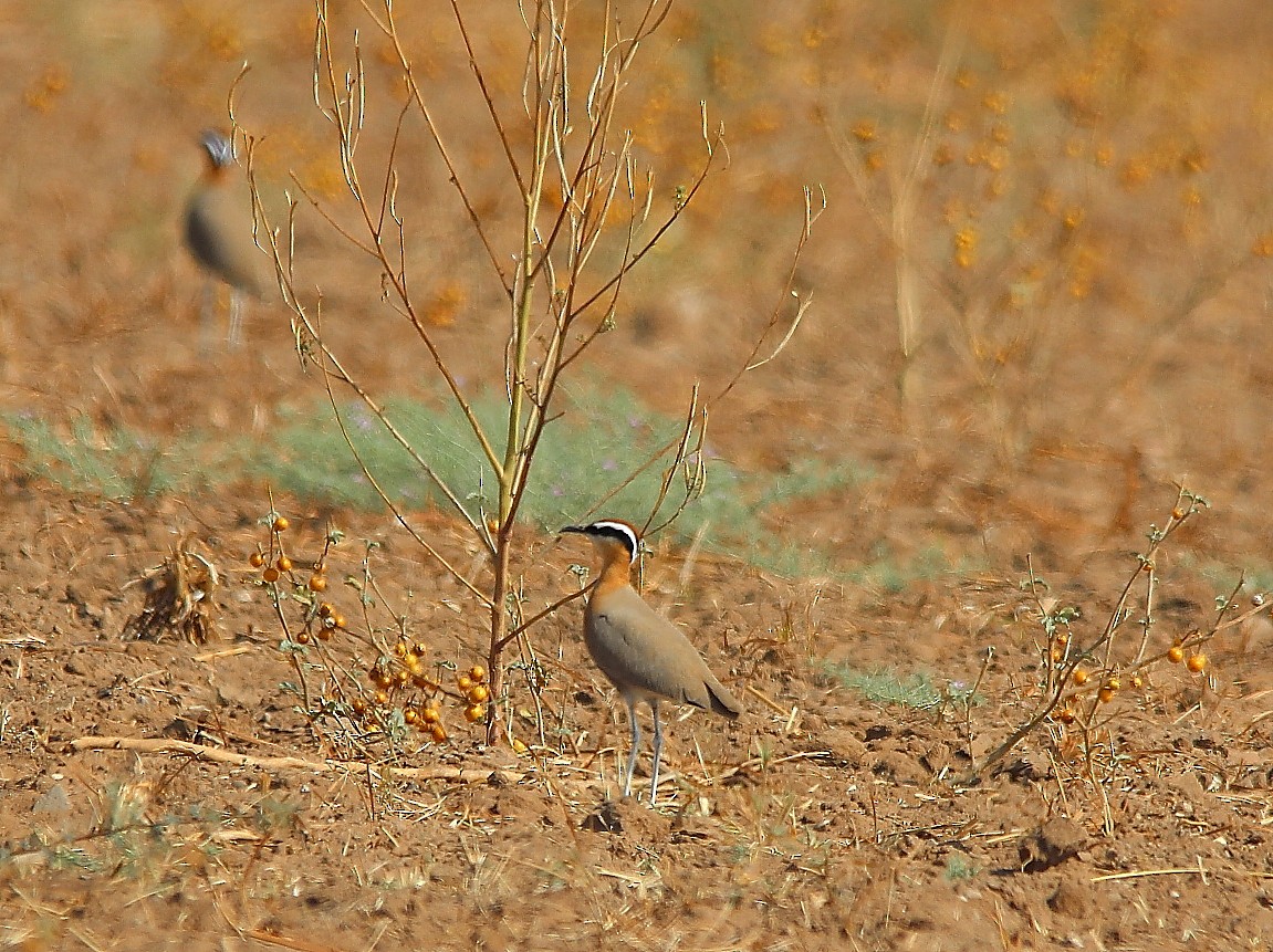 Indian Courser - ML610169957