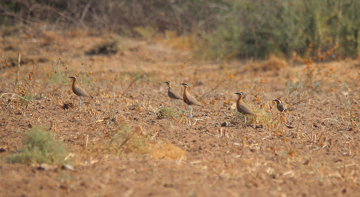 Indian Courser - ML610169958