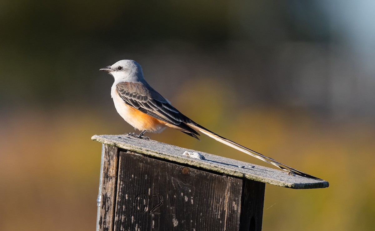 Scissor-tailed Flycatcher - ML610169983