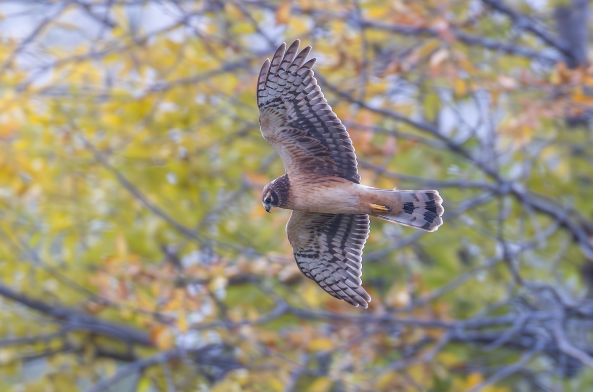 Northern Harrier - ML610170047