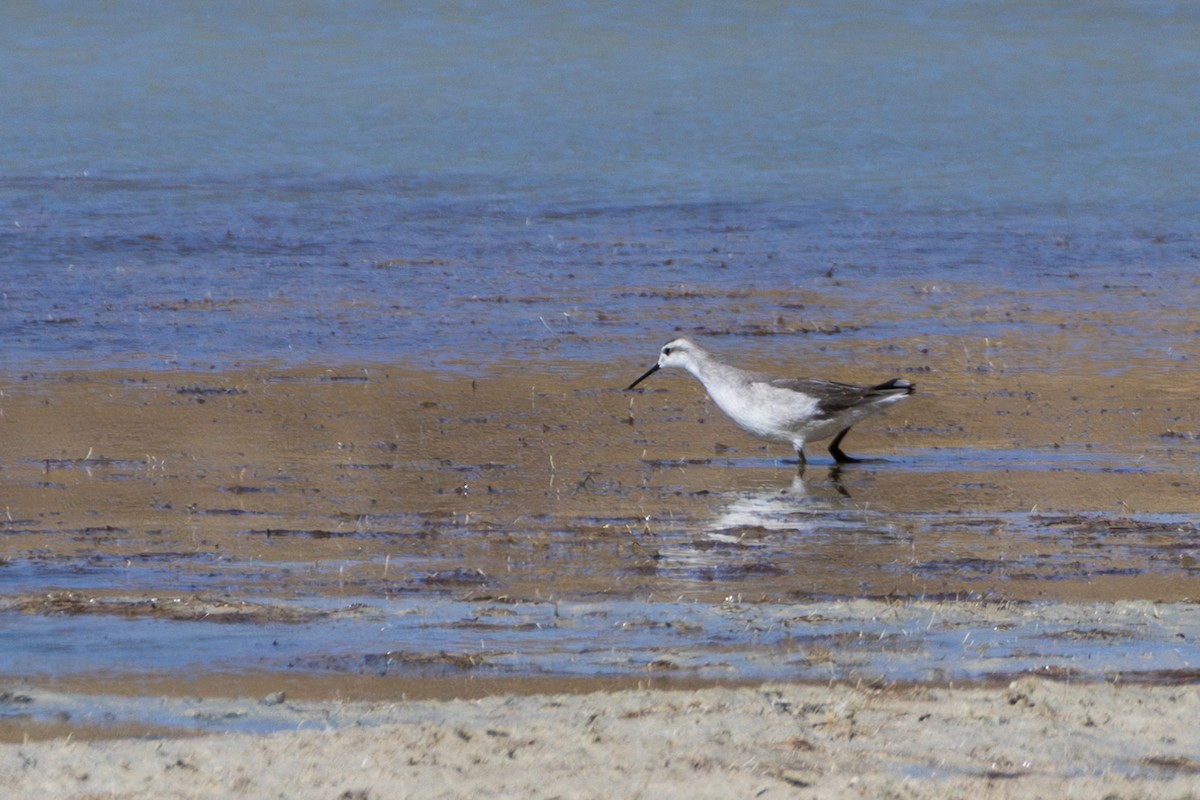 hvithalesvømmesnipe - ML610170048