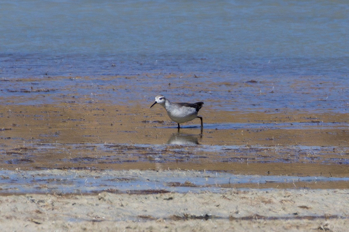 hvithalesvømmesnipe - ML610170049